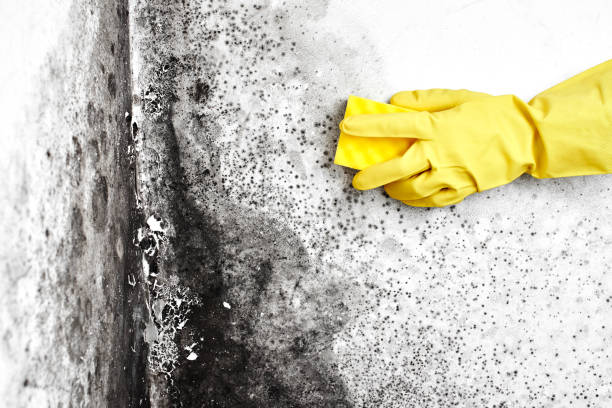 Best Office Mold Removal Services  in Eagle, CO
