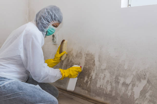 Best Commercial Mold Removal  in Eagle, CO