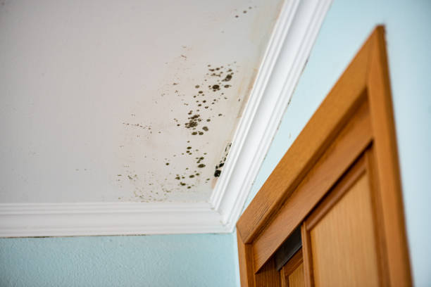 Best Black Mold Removal  in Eagle, CO