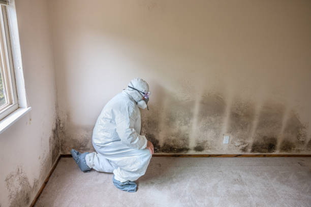 Home Mold Removal in Eagle, CO